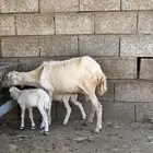 نعجه منتوج بتوأم