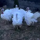 ديكه رومي للبيع العدد 3