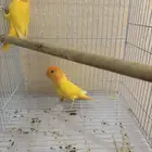 روز رد اوبلاين اورنج منتج