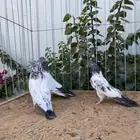 حمام باكستاني