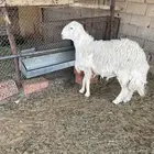 خروف حري