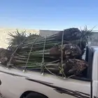 نخل مثمر للبيع مع الزراعه بالموقع