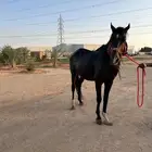 الخرج