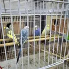 طيور بادجي ثلاث اجواز منتجه وجوز كروان منتج للبيع