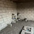 حجل العدد43 او 42