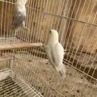 جوز روز منتج