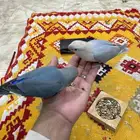 روز