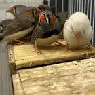 زيبرا الخرج9 ازاوج وفيه اربع ازوج معا فروخ صغار وكبار جمله