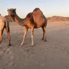 ناقه حايل سمن