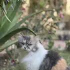 قطة للتبني