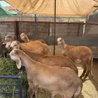 غنم درماني صنف