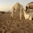 2قعدان