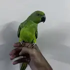دره هندي اليف