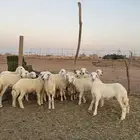 رخال حريات البيع 950
