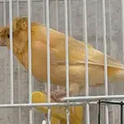 ذكر كناري
