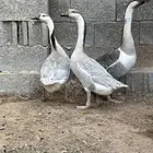 للبيه طقم وز عراقي