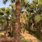 نخل البيع سوشنطن زينه جميع