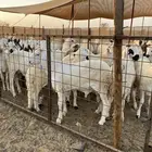 طليان مرابي على شعير وبرسيم فقط