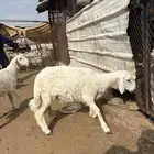 طليان للبيع
