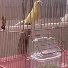 للبيع كناري ذكر