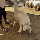 رخال ثلاجة