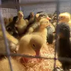 صيصان بكين وشرشير