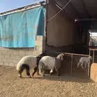 رخال