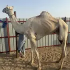 قعود معة روابط سبق وسلالة