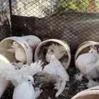 5 حمام رقاص كفوو للبيع والصحه ممتازه جدا