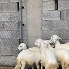 بهم ترببة طليان ورخال