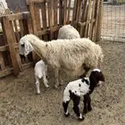 نعاج نعيم ولد معه 2 خرفان