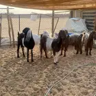معزاء دفيع