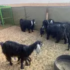 معزاء عوراض 6 تحته 7