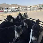 تيوس وطليان
