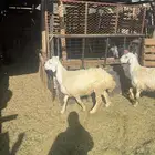 ذبايح طليان حري وتيوس مخاصي 6شهور إلي10 شهور اتصل وازهلها