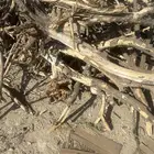 حطب . كين زينون حمضيات  عنب