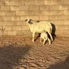 نعجه حريه