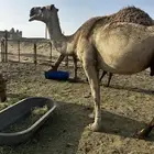 شعلا خفوت