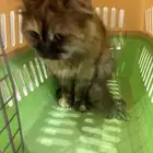 بستين للتبني
