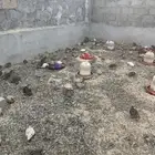 سمان فري للبيع جمله وتفريد الخرج الثليماء هجرة ابن حفيظ