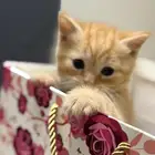 كيتن سكوتش هجين
