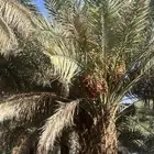 مزرعه للاجار