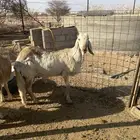 طليان فحول درمانيات جذعان فواخر