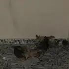 دجاج للبيع العمر شهر ونص