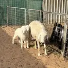 حريه متبع بخروف ورخل