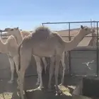 قعود للبيع طيب