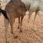 قعود لباني