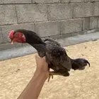 كوشامو قزم