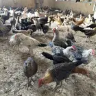 صوص عمر شهر وفوق