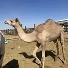 بكره بنت غزيلان الرياسه
